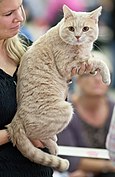 Cream-colored cat being held