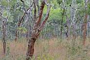 Dry, open woodland with mid-sized trees and high grass