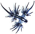 Image 7 Glaucus atlanticus Photograph: Taro Taylor; edit: Dapete Glaucus atlanticus is a species of small, blue sea slug. This pelagic aeolid nudibranch floats upside down, using the surface tension of the water to stay up, and is carried along by the winds and ocean currents. The blue side of their body faces upwards, blending in with the blue of the water, while the grey side faces downwards, blending in with the silvery surface of the sea. G. atlanticus feeds on other pelagic creatures, including the Portuguese man o' war. More selected pictures