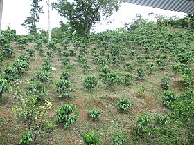 Newly planted coffee trees at Hacienda Lealtad in Lares after Hurricane Maria in 2017 destroyed all its coffee trees