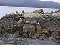 Sea lions at the Beagle Channel near Ushuaia