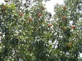 Fruits on the trees