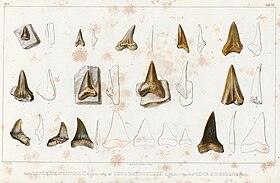 Illustration of numerous English fossil shark teeth