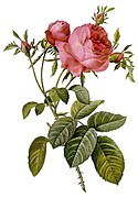 Rosa centifolia (cabbage rose)