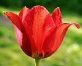 The mnemonic TULIP recalls the five points of Calvinism
