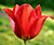 A "Page Polka" tulip