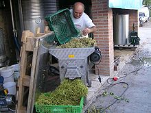 An Italian winemaker emptying perforated crates of white grapes into a de-stemmer. The berries are evacuated to the press and stalks fall to the front in a crate. In the background are stainless steel tanks used for fermentation.