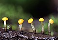 Vibrissea truncorum, family: Vibrisseaceae image source: Mushroom Observer[14]