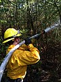 Image 29Wildland firefighter working a brush fire in Hopkinton, New Hampshire, US (from Wildfire)