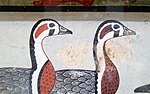Detail of red-breasted geese