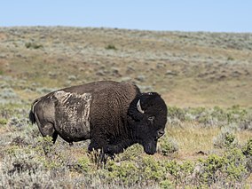 Photo of bison standing amidst prairie landscape