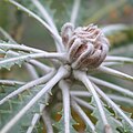 Dormant bud protected by involucral bracts
