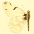 Adult, left half in dorsal view.