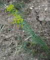 Steppen-Wolfsmilch (Euphorbia seguieriana)