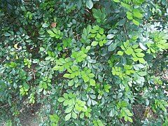 Foliage