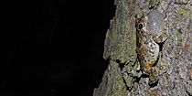 Gray treefrog (Hyla versicolor) in Montgomery County