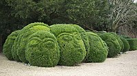 Topiary at Kingston Lacy, UK