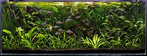 Aquarium densely filled with plants, some of which have rosettes of strap-like leaves, and the leaves are intertwined with one another. Some red and blue fishes of various sizes are swimming around.
