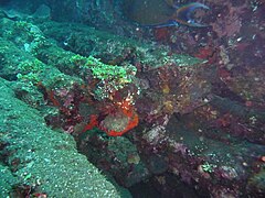 rail profiles heavily covered by corals