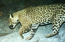 large spotted cat running right to left