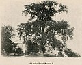 "Old Indian Elm at Maumee, O"