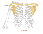 Pectoral girdle—front