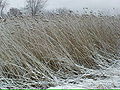 Common reed in winter, Sudbury, MA, USA