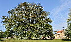 The remarkable oak