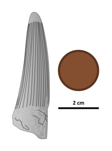Illustrated conical dinosaur tooth next to a 2 centimetre coin; the tooth is 6 centimetres in height