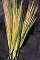Spikes of wild barley (Hordeum spontaneum)
