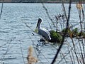 Dalmatian pelican at lake Orestiada