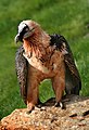 Bearded vulture (status: near threatened)