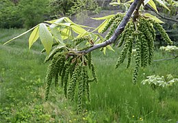 Catkins of male flowers and emerging leaves