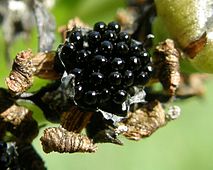 The species produces small, shiny black seeds.