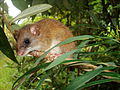 Image 2 Drymoreomys Photo: Luís Funez Drymoreomys is a genus of South American rodent represented by a single species, D. albimaculatus. First formally described in 2011, the species prefers dense, moist, montane and premontane forest. Morphological evidence suggests they are tree dwellers. More selected pictures