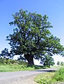 Stieleiche (Quercus robur) in der Vegetationsperiode