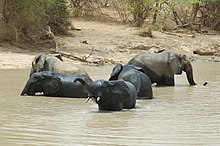 African bush elephants photographed in the Niger section of the W National Park complex of protected areas.