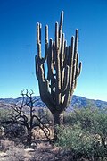 ”Grand-daddy”, the largest saguaro ever recorded, died in the early 1990s
