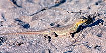 Keeled earless lizard (Holbrookia propinqua), municipality of Soto La Marina, Tamaulipas, Mexico (20 May 2002).