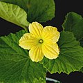 Honeydew melon yellow flower