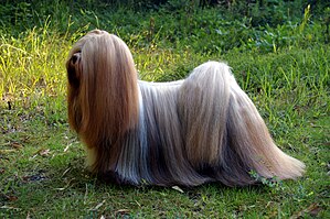 A Lhasa Apso with a long, dense coat, a dog originating in Tibet.