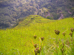 Millet fields in the Annapurna-region of Nepal.
