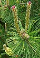 Pinus mugo; Zweig mit getrennten Blüten beiderlei Geschlechts