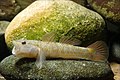 Image 41Rhinogobius flumineus swim on the beds of rivers (from Demersal fish)