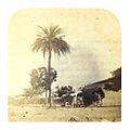 Toddey tapper at work, India, ca.1862.