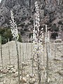 Wild plants in Iran
