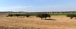 Typical landscape of Alentejo. The trees in the foreground are cork oaks (Quercus suber), together with the remains of a cut wheat field. The second and third images are vineyards (Vitis vinifera) and olive trees (Olea europea). Wheat, cork, olive oil, and wine are the most important commercial products of Alentejo.