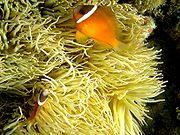 A. barberi (Barber's anemonefish)