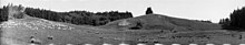 A panorama photo of Brancepeth station (around 1923–1928). The image shows a flock of sheep, a paddock and trees.