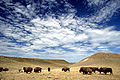 Buffalo grazing on rangeland in Crook County, Wyoming.